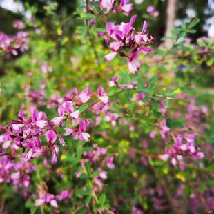 Shrub Green Fertilizer Feed Slope Protection Small Shrub Seeds Hu Zhizi Seeds Two-Color Hu Zhizi Hu Branches Accompanying Army Tea