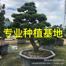 过门黑松基地批发 迎客松临水斜飘黑松 日本大阪松多种造型黑松