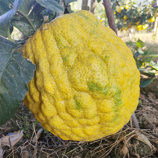 ���ݘ��㙴���� �㙴�� �������ϱ����Nֲ���Ե��Թ����箔��Y��