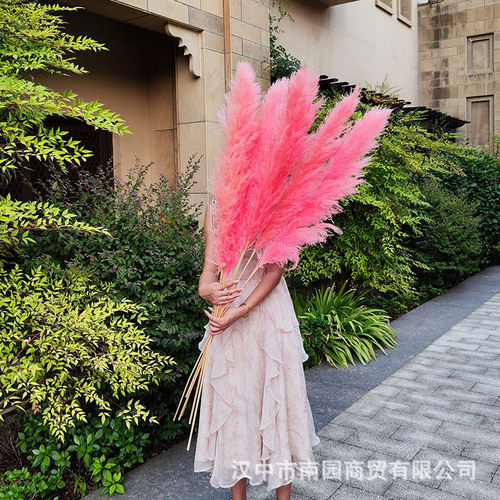 Wholesale natural reed dried flowers large reed flowers wedding home decoration ornaments simulated reed bouquets Valentine's Day
