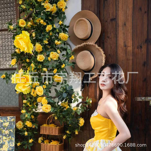 �W�t�Sõ�廨��õ�廨õ��Ĺ��´����ձ����������̈��b�