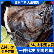 碟鱼头冷冻鲽鱼头鸦片鱼头深海新鲜比目鱼商用批发蝶鱼头商用批发