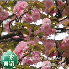 批发观赏大乔木树种子 观赏樱花树种子 山樱花 多种 林木种子