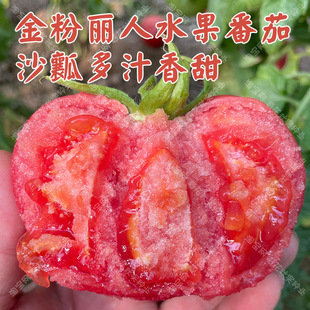 Golden Beauty Sweet Fruity Fruit Tomato Seeds Sowing Vegetables Tomato Seeds in Spring and Autumn Potted Vegetable Garden