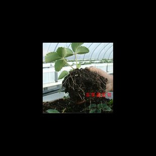 Flower Soil Nutrient Soil Large Package Flower Planting Soil Flower Fertilizer Planting Soil Succulent Seedling Soil Matrix Soil Soil