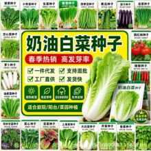 速生奶油小白菜种子四季快菜耐热早熟小青菜种子阳台盆栽蔬菜种子
