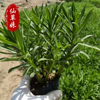 批发宿根三七景天苗 景观工程多年生花卉三七景天 德国景 红景天