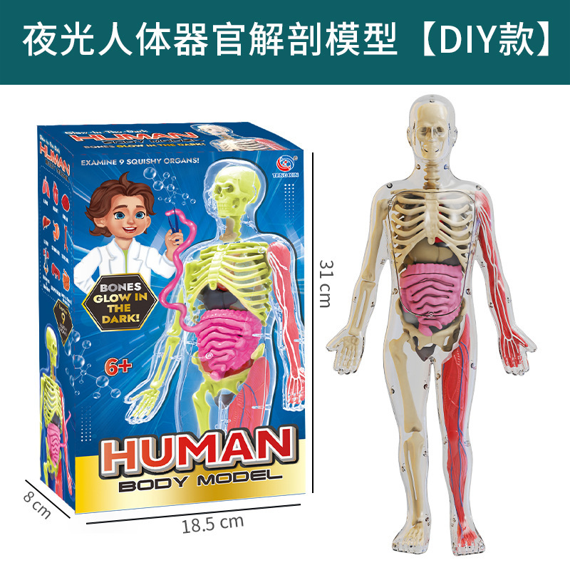 国境を越えたおもちゃ早期教育人間の臓器骨格モデルセット科学と教育小中学生 DIY 組み立て子供のパズル|undefined