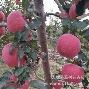Fruit Saplings Grafted with Red Fuji Apple Saplings, Mid-Autumn King Apple Saplings Planted in the South and North, Fruit Trees