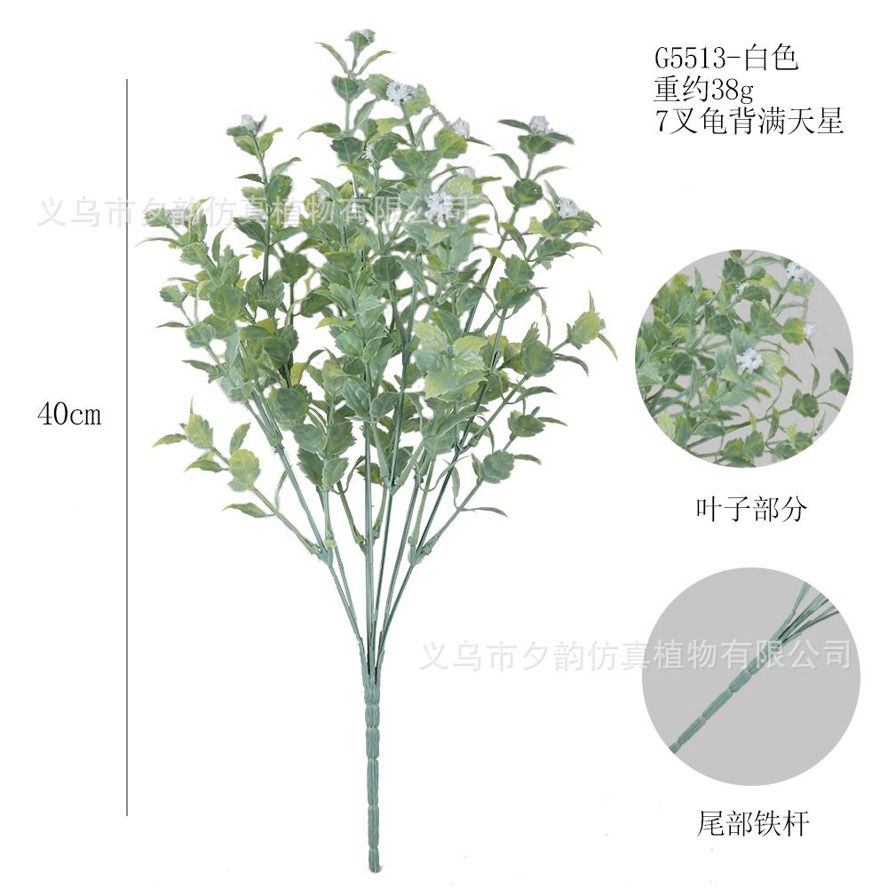 G5513-순백색 7갈래 거북등 별이 빛나는 하늘