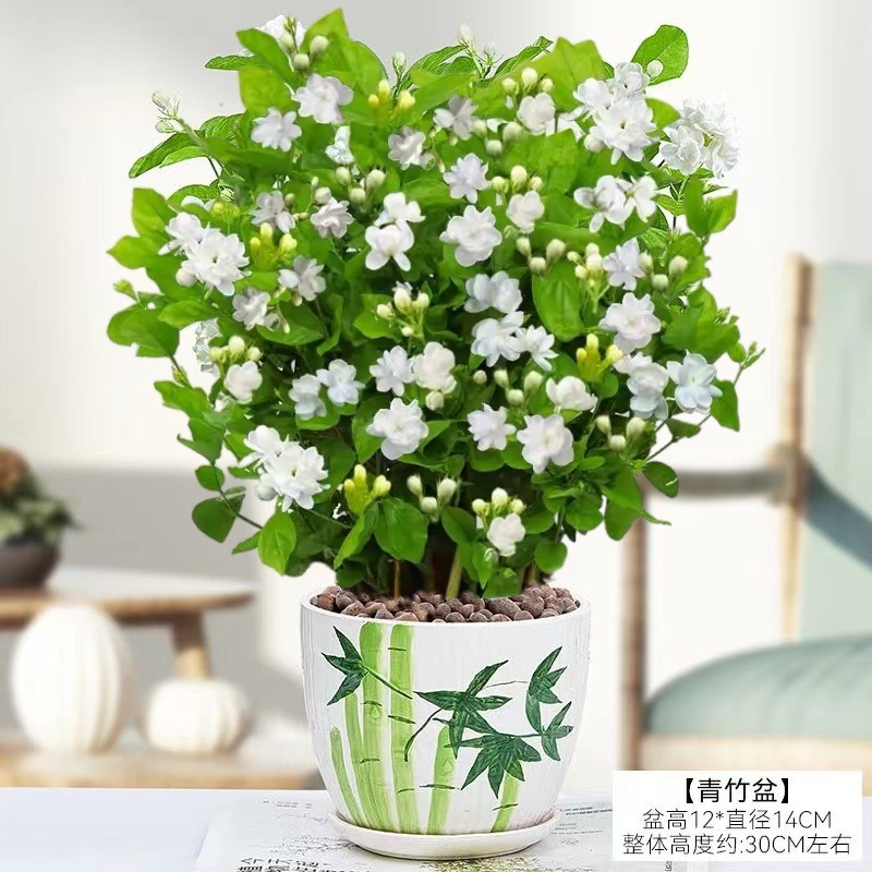 [hot selling] 10 selected jasmine seedlings (big green bamboo ceramic pot) with free nutritional fertilizer