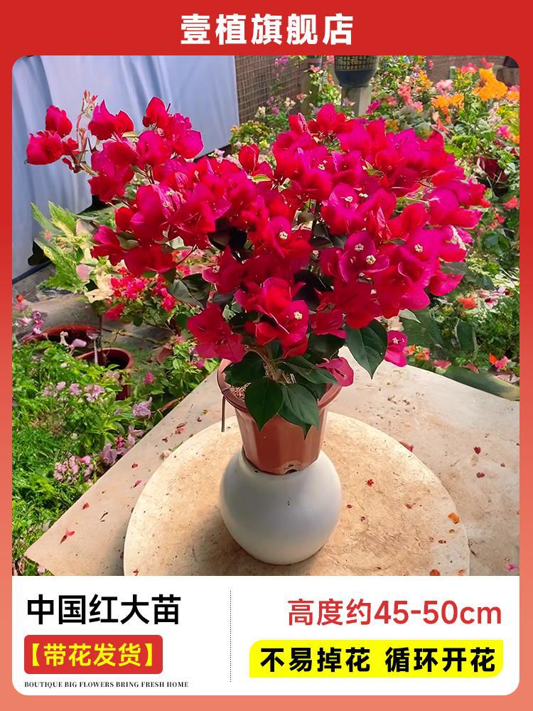 [꽃과 함께 배송] 중국 붉은 큰 모종 [45-50cm丨떨어지기 쉽지 않음丨주기적으로 꽃이 피는]