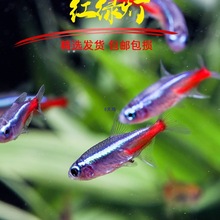 �Ꭷ��ˮ���w�^�p�����~С�͌�ɏ�����R�t�G����ȸȺ���~������~