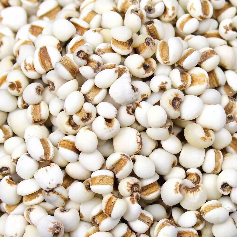 Roasted Coix Seed Powder Yi Yi Ren 薏苡仁 Coix lacryma-jobi 500g Herbal Powder for Drinks and Congee quality and texture