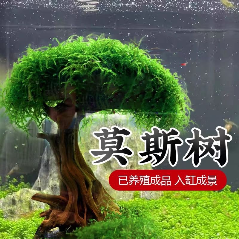 Moss Tree, Aquatic Plant Tree, Real Tree, Driftwood for Lazy People, Fish Tank Landscaping, No Need for Substrate, Large Mushroom Finished Ornament