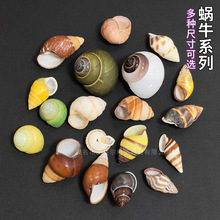天然螺壳精选品蜗牛螺寄居蟹替换壳颜色漂亮的蜗牛壳收藏