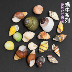 天然の巻き貝、厳選されたカタツムリの巻き貝、ヤドカリの交換用貝殻、美しい色のカタツムリの巻き貝のコレクション
