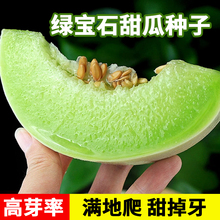 【超甜】绿宝石甜瓜种子超甜薄皮香瓜冰糖春季脆瓜高青皮产香瓜籽
