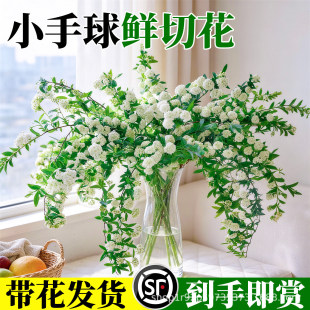 С�����r�л��҃�ˮ��ֲ����ò廨�b���ϻ���ֱ�l�������r��