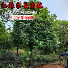 ���l�t�~ʯ� �G����ľ �е��� �ߗU�t�~ʯ骘� �r�񌍻�Ҏ���Rȫ