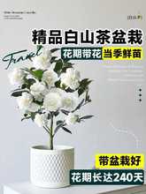 ɽ軨Ԏ|rļ҃Ȼ̨BGֲ