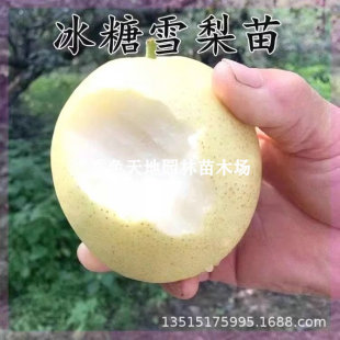 Grafted Pear Saplings, Rock Sugar Snow Pear Saplings, Authentic Rock Sugar Snow Pear Saplings, Can Be Planted in Pots in the North and South, and Are Cold-Resistant