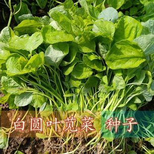 ���·N���С��׈A�~�{�˷N���̨���ԝh�˸߮a�͟��ͺ��߲����{��