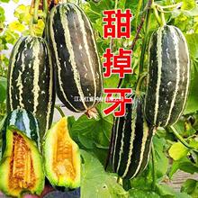 冰糖子甜瓜甜掉牙甜瓜种子薄皮超甜花皮香瓜籽四季水果春夏秋四季