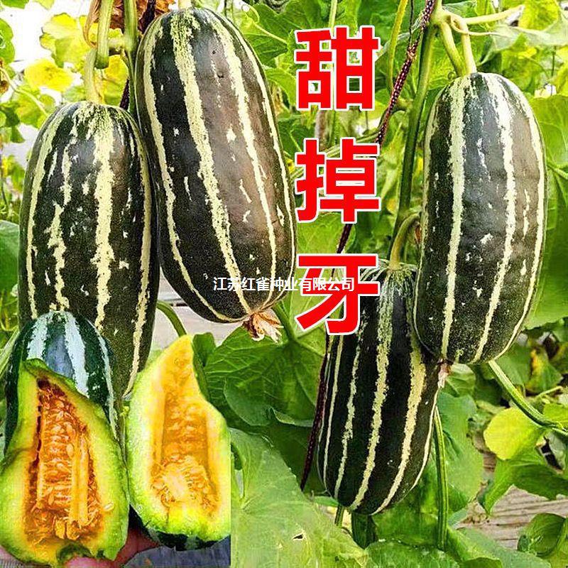冰糖子甜瓜甜掉牙甜瓜种子薄皮超甜花皮香瓜籽四季水果春夏秋四季