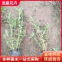 青州绿化园林地被草花
