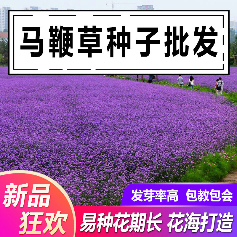 Willow Verbena Seeds Outdoor Courtyard Landscape Greening Wedding Photography Popular Flower Sea Flower All Year Round Potted Seeds