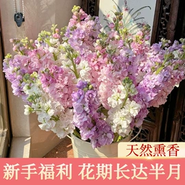 鲜切花