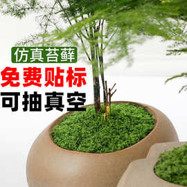 仿真苔藓造景假青苔丝毛线草皮微景观植物装饰绿植人造绒毛丝苔藓