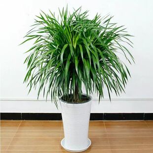 ���F����횘���^��Ѫ��͏d���Ի���ֲ����;Gֲ�k�����辰���F