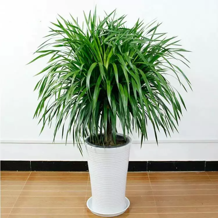 龙铁树龙须树多头龙血树客厅盆栽花卉植物大型绿植办公室盆景龙铁