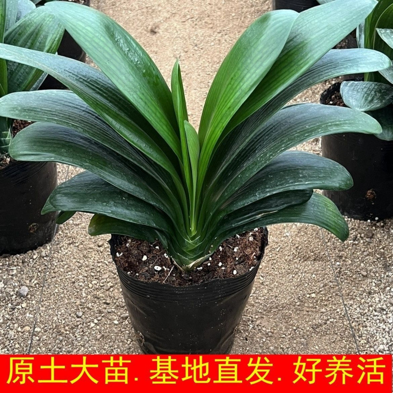 精品君子兰大苗四季长青室内绿植花卉盆栽苗