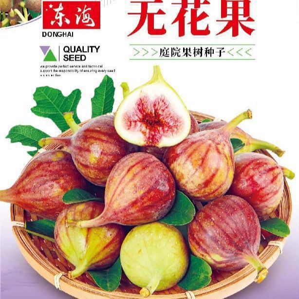 无花果种子蜜果奶浆果文仙果树种籽四季庭院果树种子籽