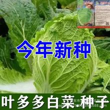 ~ײ˷Nӻ偰ײ˸߮aļײ˷NѴȫ߲˷N