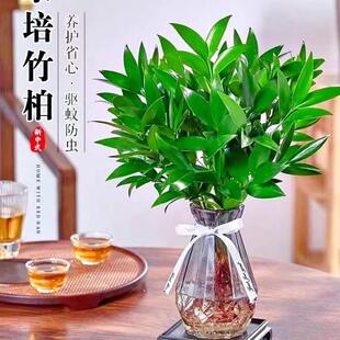 Mosquito Repellent Bamboo and Cypress Hydroponic Plants Indoor Water-Grown Green Plants Flower Pots Evergreen Easy to Maintain Living Room