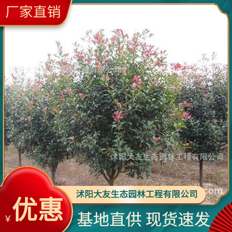 База оптом саженцы собственного производства Фотиния живописная территория озеленение Road Garden проект озеленение саженцев