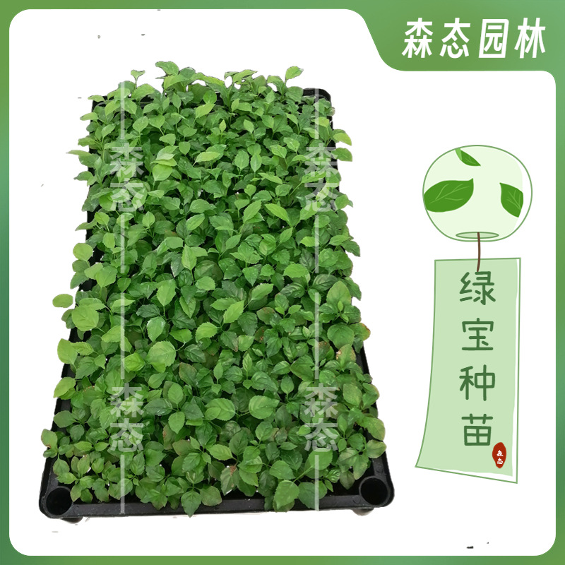 大叶幸福树种苗盆栽花卉室内绿宝幼苗办公室绿植四季常青观叶植物