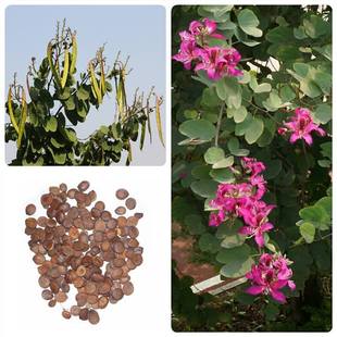 Sheep's Hoof Nail Seeds, Red Flower, Hong Kong's Large Flower, Bauhinia Ling's Garden, Garden Ornamental Forest Seeds