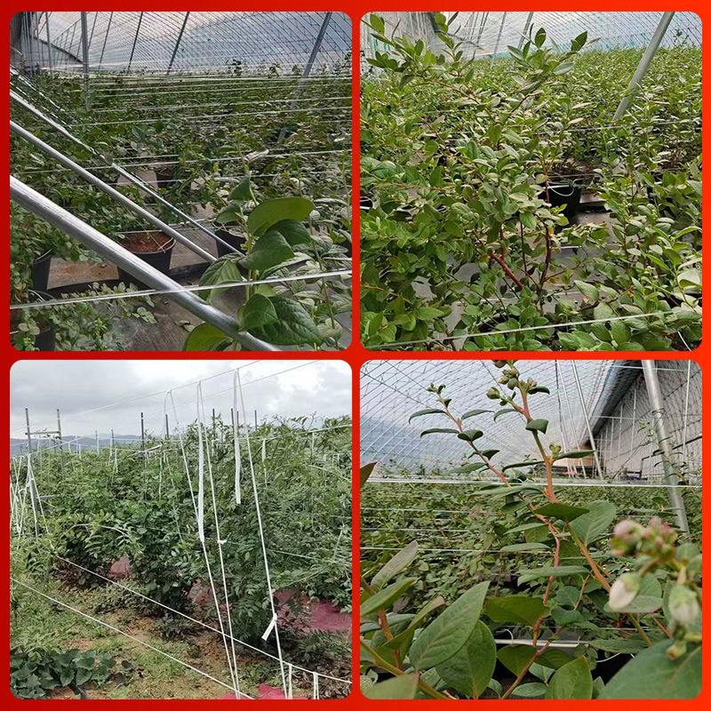 Greenhouse Plastic Steel Wire, Polyester Wire, Greenhouse Support Wire, Pet Plastic Steel Wire, Grape Trellis Wire, Bird-Proof Net Pull Rope