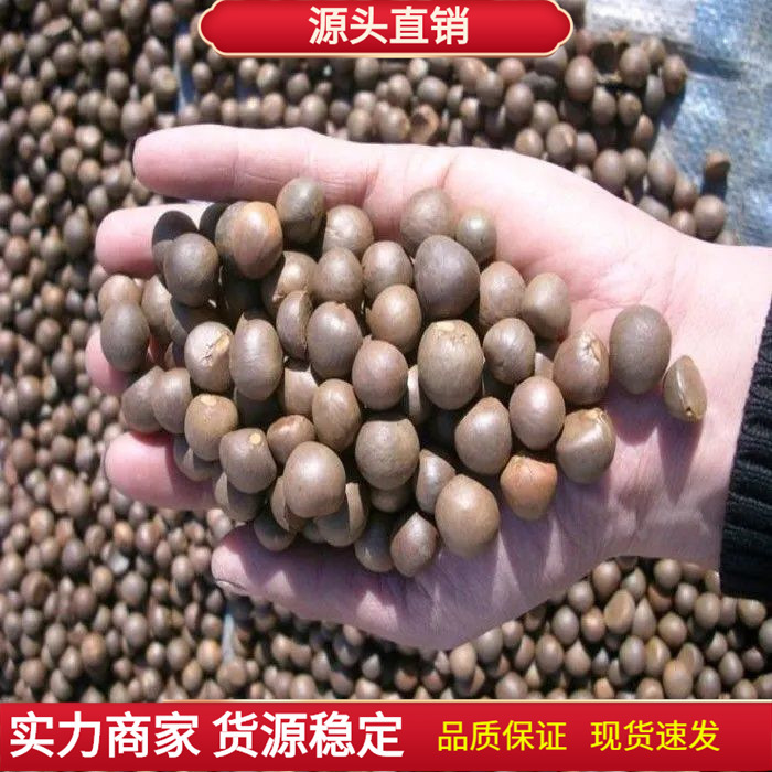 绿茶种子 特早茶种子耐寒茶叶种子 茶树籽 各种茶叶种子 播种种籽