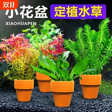 花盆定植水草鱼缸造景绿菊水培阴性真草装饰水草植物沉底水质