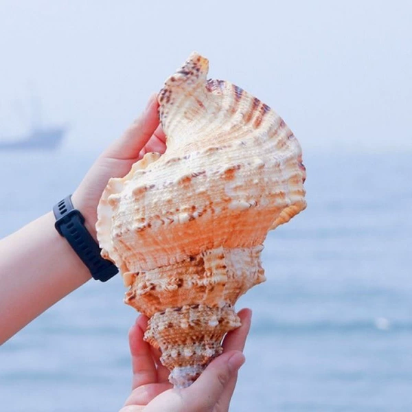 Grade A stone conch medium size [19-23 cm]