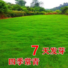 耐寒耐旱草皮种子四季青免修剪绿化草籽庭院别墅护坡草种子草坪籽
