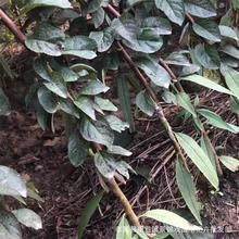 地栽红叶李紫叶李庭院小区绿化景观树紫叶李红叶李树苗工程苗木