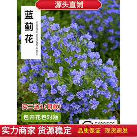 蓝蓟花种子室外庭院花卉耐寒园林种籽四季景观植物盆栽