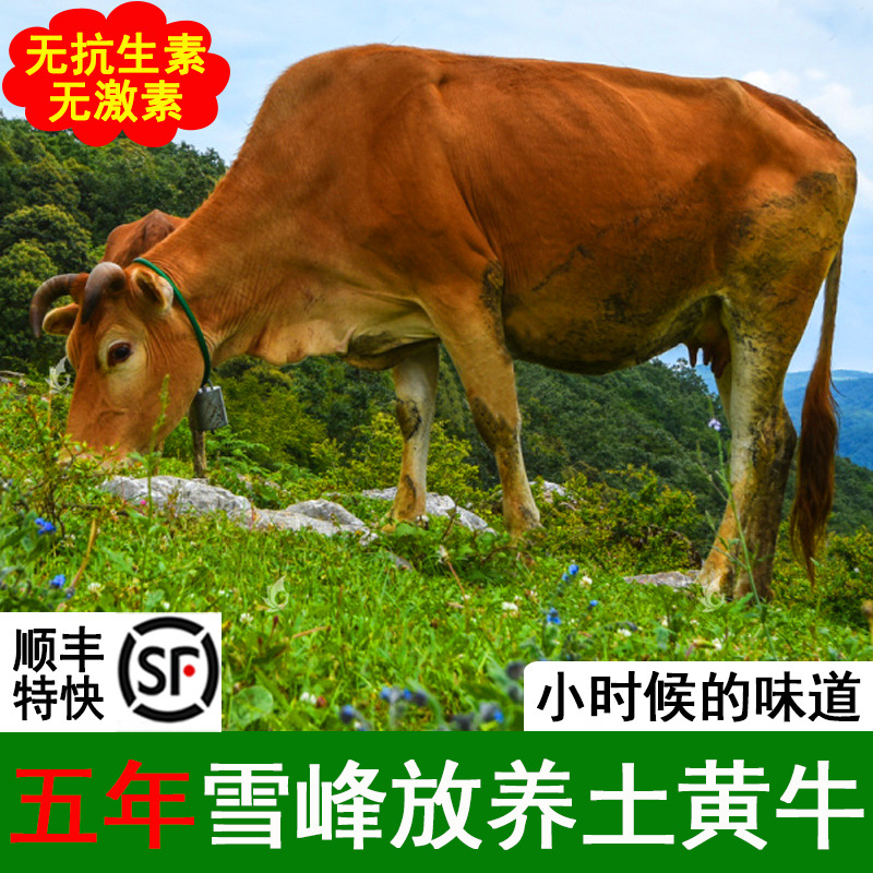 5年现杀黄牛肉新鲜牛肋条牛排骨牛腱子牛腩牛尾巴尾骨